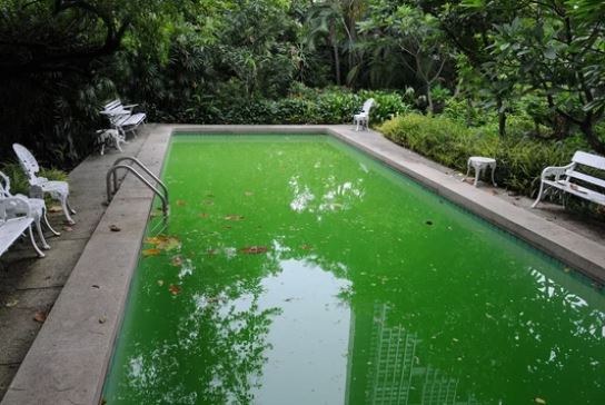 Piscine algue verte